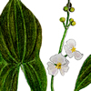 arrowhead illustration