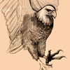 bald eagle