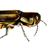 bronze birch borer