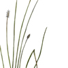 bullrush illustration