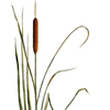 cattail illustration