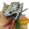 chorus frog, colored pencil