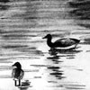 Ducks in Lake Michigan