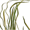 eelgrass illustration