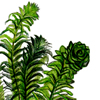 elodea illustration