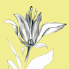 flower sketch