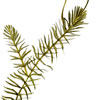 hydrilla illustration