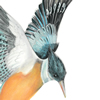 kingfisher flying