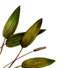 pondweed illustration