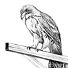 red-tailed hawk