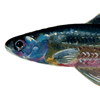 spottail shiner, watercolor