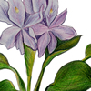 water hyacinth illustration