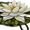 white water lily illustration