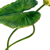 yellow water lily illustration