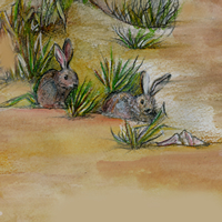 rabbits at the beach