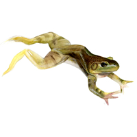 bullfrog