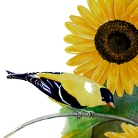 sunflower and goldfinch
