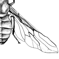 horsefly