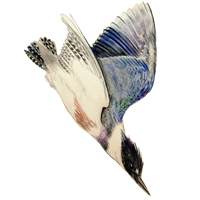 Belted Kingfisher Diving
