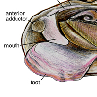 Mussel Anatomy