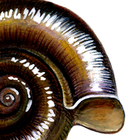 Orb Snail