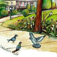 pigeons