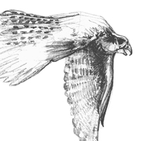 Prairie Falcon