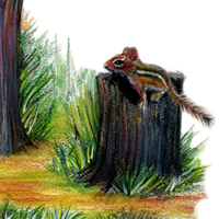 Chipmunk