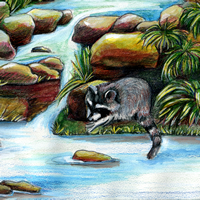 Raccoon