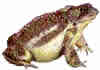 american toad, colored pencil