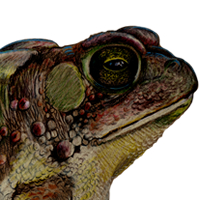 American Toad