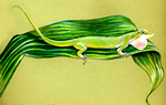 Anole