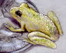 Blanchard's Cricket Frog