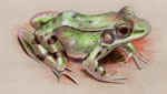 green frog