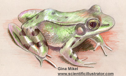 green frog
