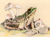mink frog, colored pencil
