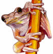 spring peeper