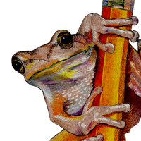 Spring Peeper