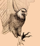 bald eagle