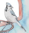 Blue Jay