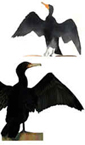 cormorants, watercolor