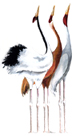 cranes, colored pencil and watercolor