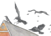 Crows