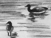 sketch of ducks