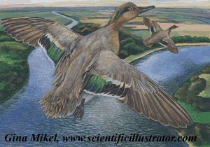green wing teal