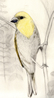 honeycreeper sketch