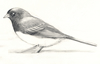 Study for Junco Illustration