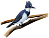 belted kingfisher watercolor