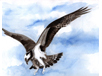 osprey, watercolor