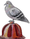 Pigeon